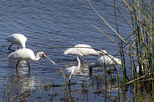 Group of spoonbills in water, Botswana
