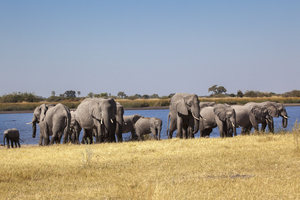 Large herd of elephants on river in grass, Botswana