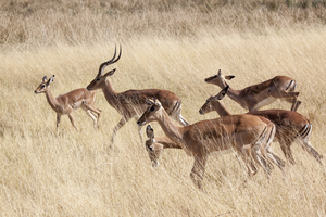 Impala antelopes roaming through the grass, Moremi, Botswana