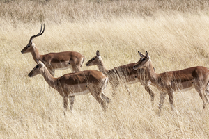 Impala antelopes roaming through the grass, Moremi, Botswana