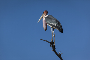 Marabou on branch in blue sky, Botswana