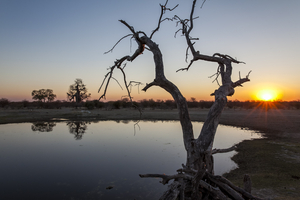 Kalahari waterhole at sunset, Botswana