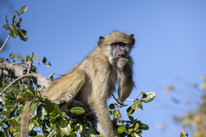 Baboon feeding on tree, Botswana