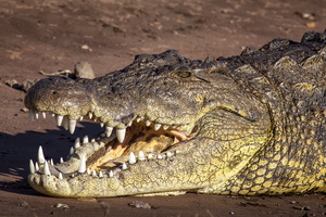 Crocodile with open mouth, Botswana