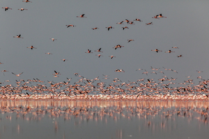Flamingos, Botswana