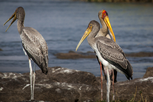 Glutton Bird or Ibis, Botswana