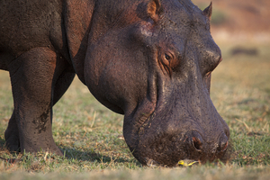 Hippo feeding, Botswana