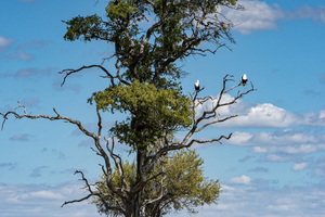Eagle in treetop, Botswana