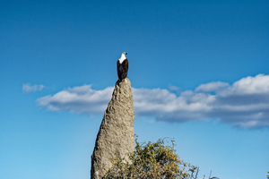 Eagle sitting on termite mound, Botswana