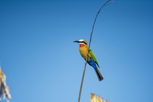 Bee-eater, birds in Botswana