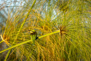 Lesser bee-eater in papyrus, birds in Botswana