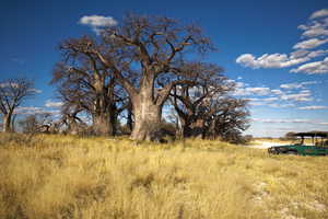 Baines Baobab in Nxai Pan, Botswana