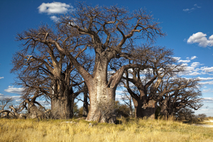 Baines Baobab in Nxai Pan, Botswana