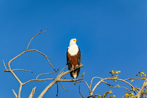 Fish eagle on branch in Chobe National Park, Botswana