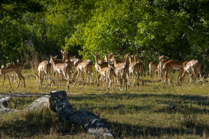 Female impala antelope, Botswana