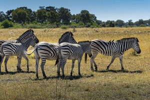 Zebras in Moremi, Botsuana