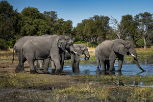 Elephants at waterhole in Moremi, Botswana