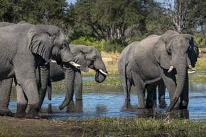 Elephants at waterhole in Moremi, Botswana