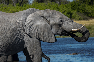Elephants at waterhole in Moremi, Botswana