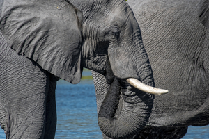 Elephant at waterhole in Moremi, Botswana