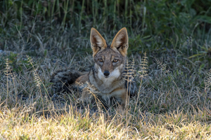Jackal in Nxai Pan, Botswana