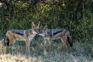 Jackals in Nxai Pan, Botswana