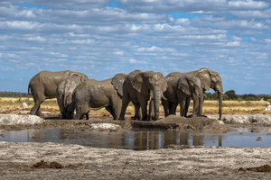 Elephants at waterhole in Nxai Pan, Botswana