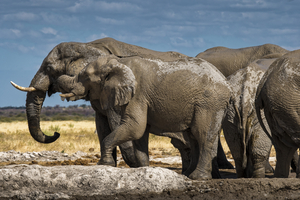 Elephants at waterhole in Nxai Pan, Botswana