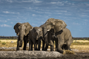 Elephants at waterhole in Nxai Pan, Botswana