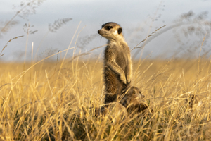 Meerkat in Makgadikgadi, Botswana