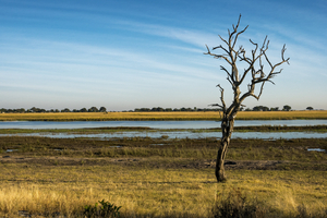 Landscape with dry tree, Botswana
