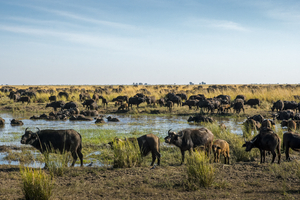 Herd of Cape Buffalo in Chobe National Park, Botswana