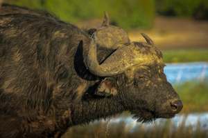 Cape buffalo in Chobe, Botswana