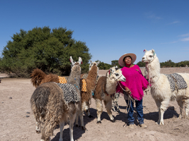 Indigene Frau der Atacameño Minderheit mit Lamas, Atacama Wüste, Chile