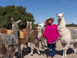 Indigene Frau der Atacameño Minderheit mit Lamas, Atacama Wüste, Chile
