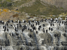 Kormorane (Leucocarbo atriceps) Blauaugenscharbe Kolonie auf Felsen, Patagonien, Chile