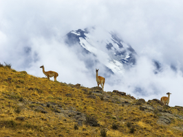Guanakos (Lama guanicoe) in dramatischer Landschaft, Nationalpark Torres del Paine, Patagonien, Chile