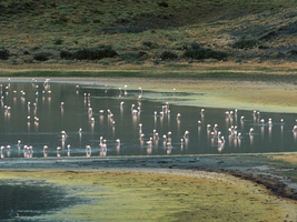 Flamingos (Phoenicopteridae) stehen im Wasser, Nationalpark Torres del Paine, Patagonien, Chile