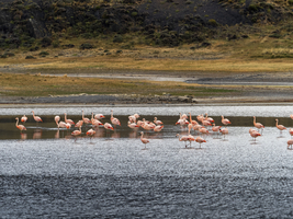 Flamingos (Phoenicopteridae) stehen im Wasser, Nationalpark Torres del Paine, Patagonien, Chile