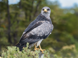 Andenbussard (Geranoaetus melanoleucus) auch Aguja, Blaubussard, Kordillerenadler, Patagonien, Chile