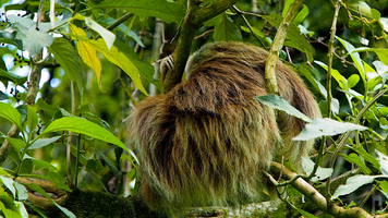 Sloth, three fingered sloth, Costa Rica