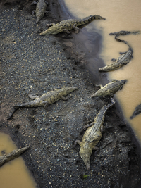 Crocodiles in the river on a sandbank, Costa Rica, Central America