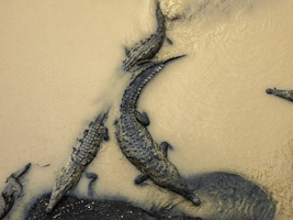 Crocodiles in river, Costa Rica, Central America