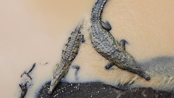 Crocodiles on sandbank at Rio Tárcoles, Costa Rica