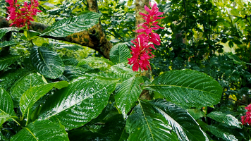 Rain in jungle drips on leaves and flowers, Costa Rica