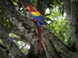 Red macaw (Ara macao) in tree, Costa Rica, Costa Rica, Central America