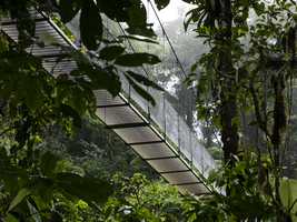 Suspension bridge through jungle, Costa Rica, Central America
