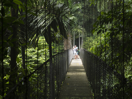 Suspension bridge through jungle, Mistico Arenal, Costa Rica