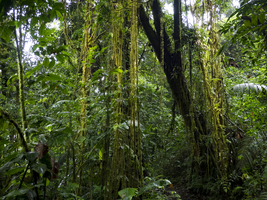 Rainforest with lianas, Costa Rica, Central America