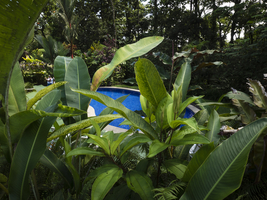 Pool in jungle with banana trees, Costa Rica
